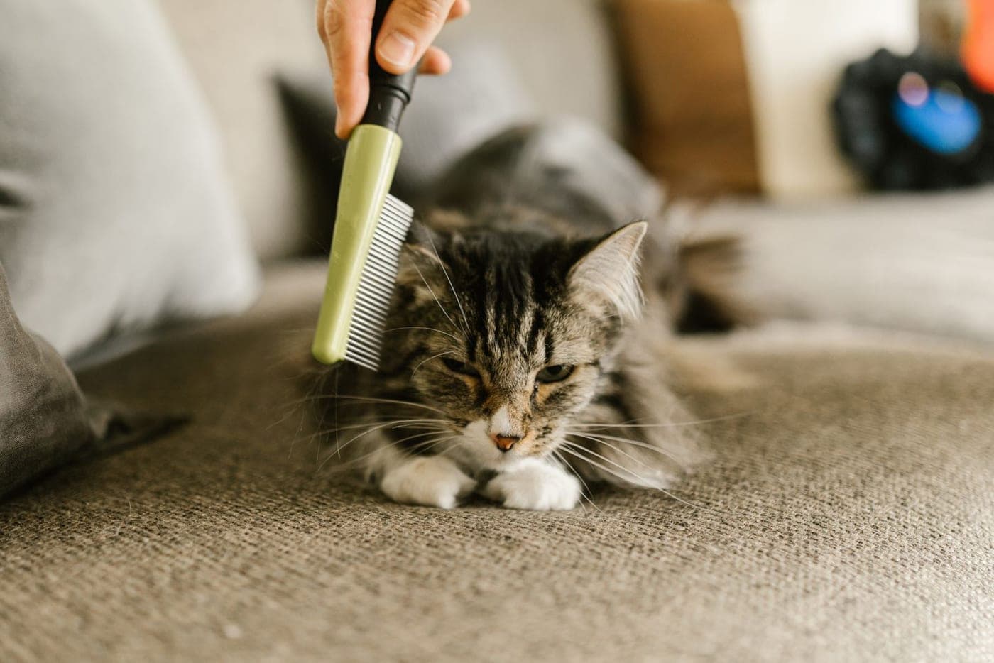 Brossage d'un chat sur un canapé plein de poils
